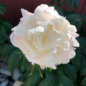 Meet your Posher, Sadia